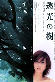 透光的树海报